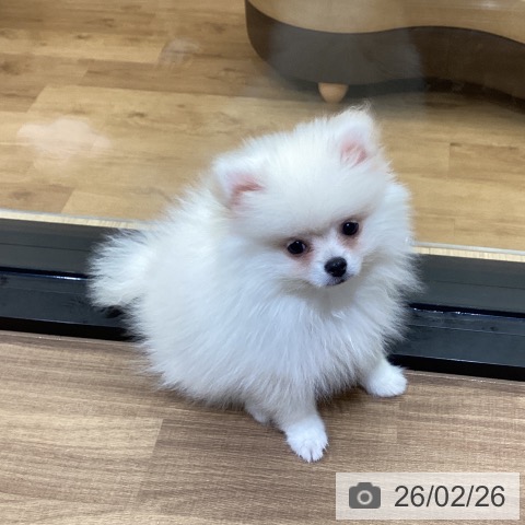 愛媛県のポメラニアン (ペットプラス 新居浜店/2025年12月4日生まれ/男の子/クリーム)の子犬の4枚目の画像