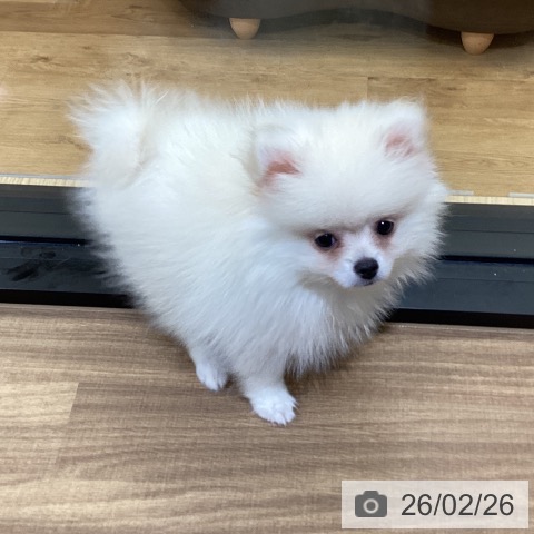愛媛県のポメラニアン (ペットプラス 新居浜店/2025年12月4日生まれ/男の子/クリーム)の子犬の3枚目の画像