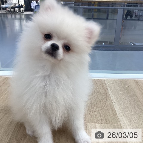 愛媛県のポメラニアン (ペットプラス 新居浜店/2025年12月4日生まれ/男の子/クリーム)の子犬の4枚目の画像