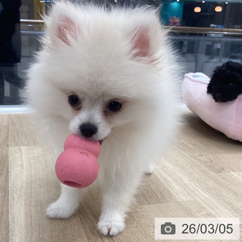 愛媛県のポメラニアン (ペットプラス 新居浜店/2025年12月4日生まれ/男の子/クリーム)の子犬の3枚目の画像