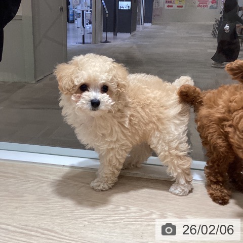 徳島県のトイプードル(トイ) (ペットプラス 徳島店/2025年12月5日生まれ/女の子/クリーム)の子犬の4枚目の画像
