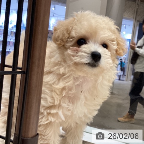 徳島県のトイプードル(トイ) (ペットプラス 徳島店/2025年12月5日生まれ/女の子/クリーム)の子犬の3枚目の画像