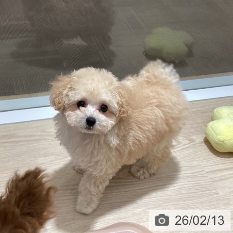 徳島県のトイプードル(トイ) (ペットプラス 徳島店/2025年12月5日生まれ/女の子/クリーム)の子犬の3枚目の画像