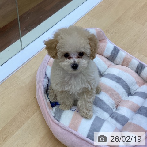 香川県のトイプードル(トイ) (ペットプラス 綾川店/2025年12月5日生まれ/女の子/クリーム)の子犬の4枚目の画像