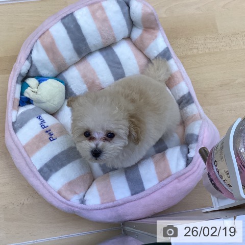 香川県のトイプードル(トイ) (ペットプラス 綾川店/2025年12月5日生まれ/女の子/クリーム)の子犬の3枚目の画像