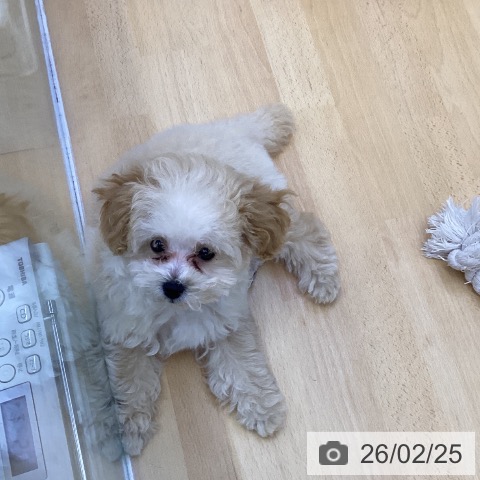 香川県のトイプードル(トイ) (ペットプラス 綾川店/2025年12月5日生まれ/女の子/クリーム)の子犬の4枚目の画像