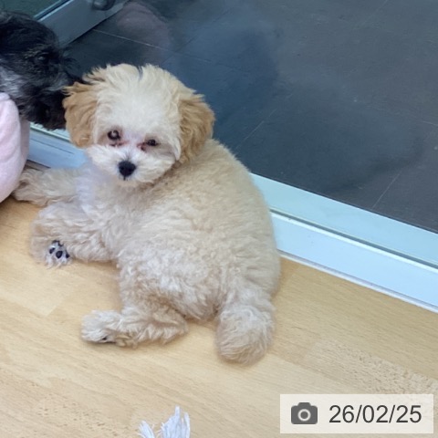 香川県のトイプードル(トイ) (ペットプラス 綾川店/2025年12月5日生まれ/女の子/クリーム)の子犬の3枚目の画像