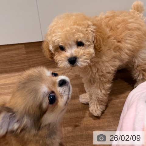岡山県のトイプードル(トイ) (ペッツワン 岡山南店/2025年12月5日生まれ/女の子/アプリコット)の子犬の4枚目の画像