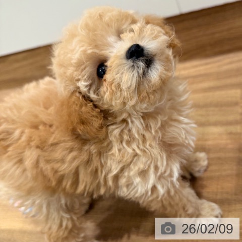 岡山県のトイプードル(トイ) (ペッツワン 岡山南店/2025年12月5日生まれ/女の子/アプリコット)の子犬の3枚目の画像