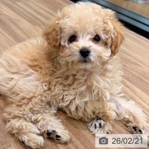岡山県のトイプードル(トイ) (ペッツワン 岡山南店/2025年12月5日生まれ/女の子/アプリコット)の子犬の3枚目の画像