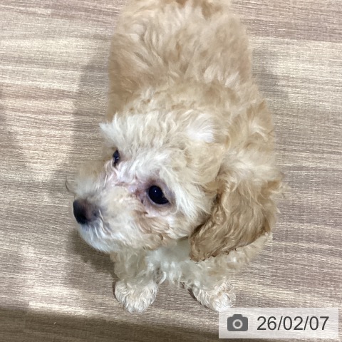 鳥取県のトイプードル(トイ) (ペッツワン 日吉津店/2025年12月5日生まれ/男の子/アプリコット)の子犬の2枚目の画像