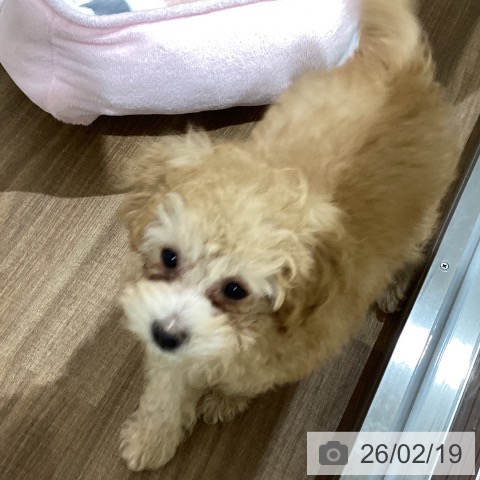 鳥取県のトイプードル(トイ) (ペッツワン 日吉津店/2025年12月5日生まれ/男の子/アプリコット)の子犬の4枚目の画像