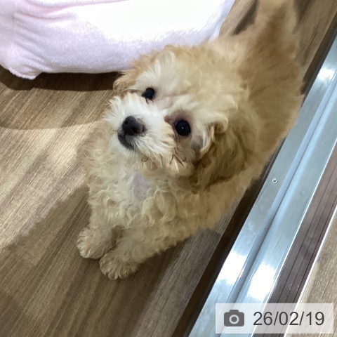 鳥取県のトイプードル(トイ) (ペッツワン 日吉津店/2025年12月5日生まれ/男の子/アプリコット)の子犬の3枚目の画像