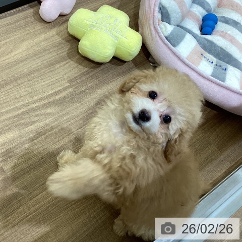 徳島県のトイプードル(トイ) (ペットプラス 徳島店/2025年12月5日生まれ/男の子/アプリコット)の子犬の4枚目の画像