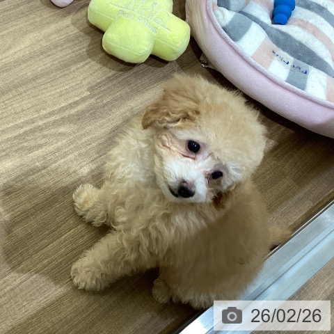 徳島県のトイプードル(トイ) (ペットプラス 徳島店/2025年12月5日生まれ/男の子/アプリコット)の子犬の3枚目の画像