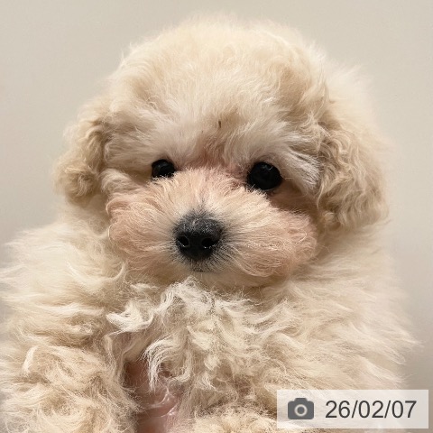 香川県のトイプードル(トイ) (ペットプラス 高松店/2025年12月5日生まれ/男の子/クリーム)の子犬の4枚目の画像