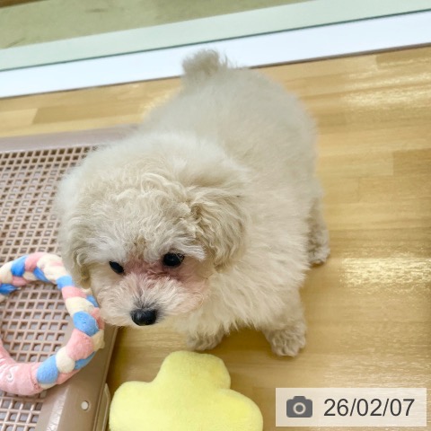 香川県のトイプードル(トイ) (ペットプラス 高松店/2025年12月5日生まれ/男の子/クリーム)の子犬の3枚目の画像