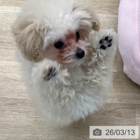 愛媛県のトイプードル(トイ) (ペットプラス 新居浜店/2025年12月5日生まれ/男の子/クリーム)の子犬の3枚目の画像