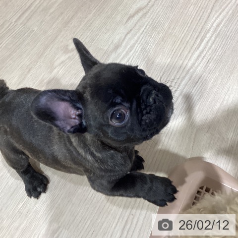 岡山県のフレンチブルドッグ (ペットプラス 岡山店/2025年12月4日生まれ/男の子/ブリンドル)の子犬の3枚目の画像