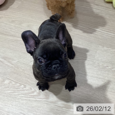 愛媛県のフレンチブルドッグ (ペットプラス 新居浜店/2025年12月4日生まれ/男の子/ブリンドル)の子犬の4枚目の画像