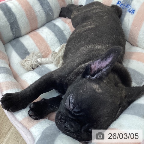 愛媛県のフレンチブルドッグ (ペットプラス 新居浜店/2025年12月4日生まれ/男の子/ブリンドル)の子犬の3枚目の画像