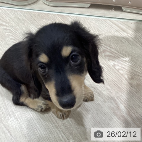 岡山県のカニンヘンダックスフンド(ロング) (ペットプラス 岡山店/2025年12月7日生まれ/男の子/ブラッククリーム)の子犬の3枚目の画像