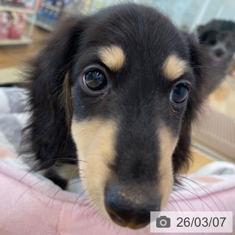 香川県のカニンヘンダックスフンド(ロング) (ペットプラス 高松店/2025年12月7日生まれ/男の子/ブラッククリーム)の子犬の4枚目の画像