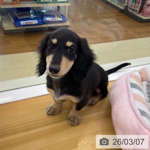 香川県のカニンヘンダックスフンド(ロング) (ペットプラス 高松店/2025年12月7日生まれ/男の子/ブラッククリーム)の子犬の3枚目の画像