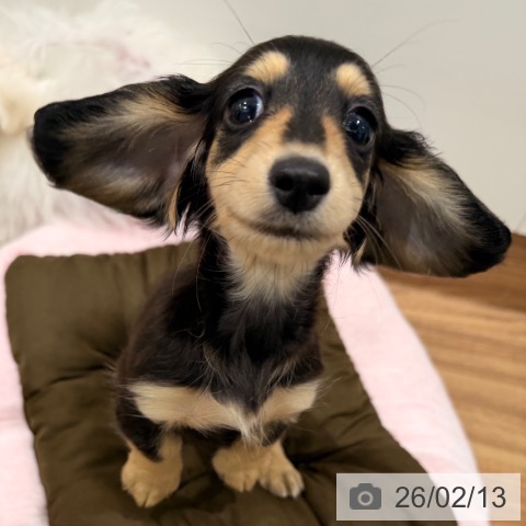 岡山県のカニンヘンダックスフンド(ロング) (ペッツワン 岡山南店/2025年12月7日生まれ/女の子/ブラッククリーム)の子犬の4枚目の画像