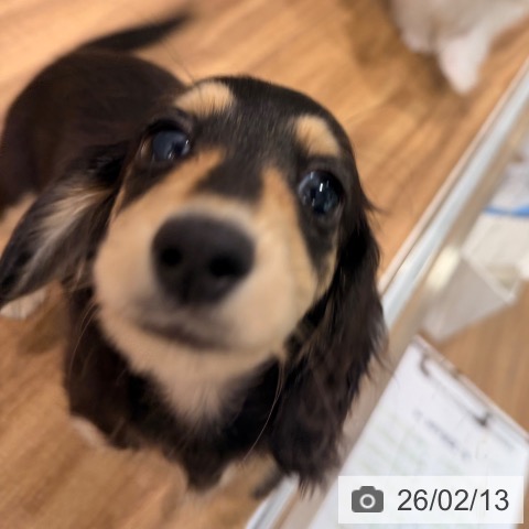 岡山県のカニンヘンダックスフンド(ロング) (ペッツワン 岡山南店/2025年12月7日生まれ/女の子/ブラッククリーム)の子犬の3枚目の画像