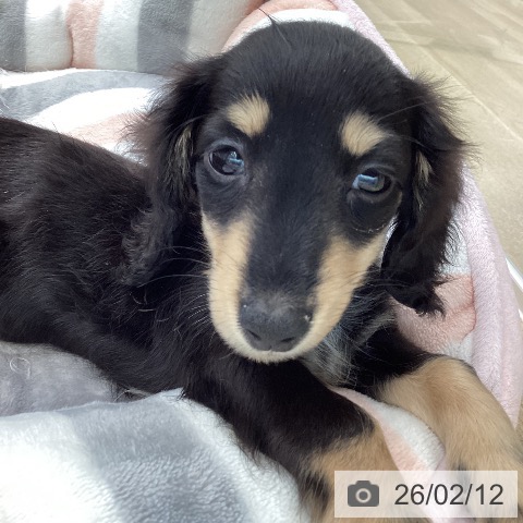 愛媛県のカニンヘンダックスフンド(ロング) (ペットプラス 新居浜店/2025年12月7日生まれ/女の子/ブラッククリーム)の子犬の4枚目の画像