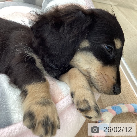 愛媛県のカニンヘンダックスフンド(ロング) (ペットプラス 新居浜店/2025年12月7日生まれ/女の子/ブラッククリーム)の子犬の3枚目の画像