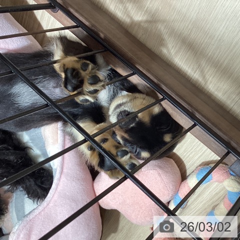 徳島県のカニンヘンダックスフンド(ロング) (ペットプラス 徳島店/2025年12月7日生まれ/女の子/ブラッククリーム)の子犬の3枚目の画像