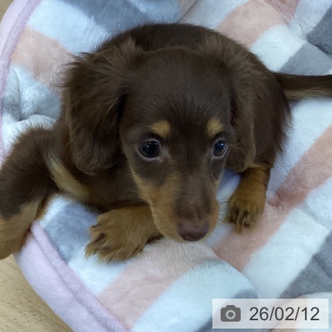 岡山県のカニンヘンダックスフンド(ロング) (ペッツワン 岡山南店/2025年11月29日生まれ/女の子/ブラウンタン)の子犬の4枚目の画像