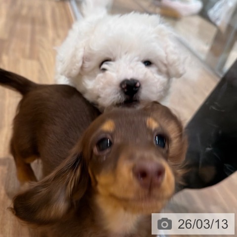 岡山県のカニンヘンダックスフンド(ロング) (ペッツワン 岡山南店/2025年11月29日生まれ/女の子/ブラウンタン)の子犬の3枚目の画像