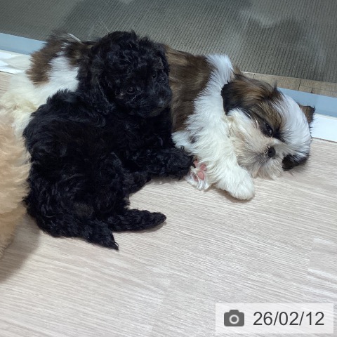 岡山県のトイプードル(トイ) (ペットプラス 岡山店/2025年12月10日生まれ/男の子/ブリンドル)の子犬の3枚目の画像