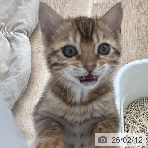 愛媛県のベンガル (ペットプラス 新居浜店/2025年12月7日生まれ/女の子/ブラウンスポットタビー)の子猫の4枚目の画像