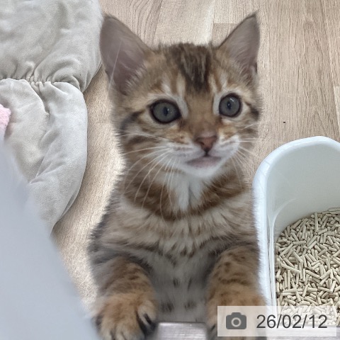 愛媛県のベンガル (ペットプラス 新居浜店/2025年12月7日生まれ/女の子/ブラウンスポットタビー)の子猫の3枚目の画像