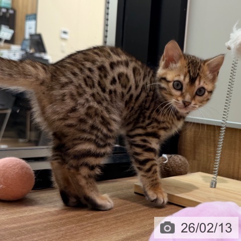 岡山県のベンガル (ペッツワン 岡山南店/2025年12月7日生まれ/女の子/ブラウンスポットタビー)の子猫の3枚目の画像