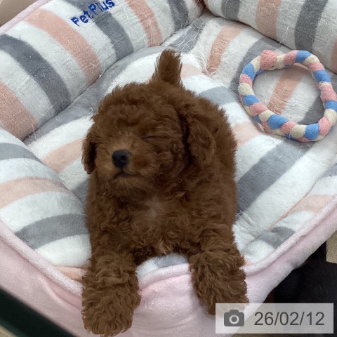 愛媛県のトイプードル(トイ) (ペットプラス 新居浜店/2025年12月3日生まれ/男の子/レッド)の子犬の3枚目の画像