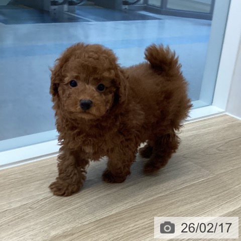 愛媛県のトイプードル(トイ) (ペットプラス 新居浜店/2025年12月3日生まれ/男の子/レッド)の子犬の4枚目の画像