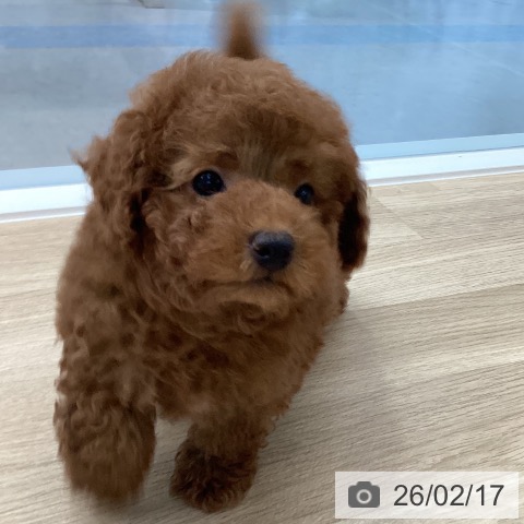 愛媛県のトイプードル(トイ) (ペットプラス 新居浜店/2025年12月3日生まれ/男の子/レッド)の子犬の3枚目の画像