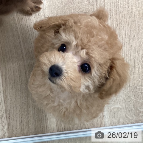 愛媛県のトイプードル(トイ) (ペットプラス 新居浜店/2025年12月4日生まれ/女の子/アプリコット)の子犬の4枚目の画像