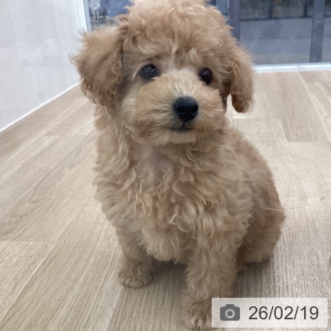 愛媛県のトイプードル(トイ) (ペットプラス 新居浜店/2025年12月4日生まれ/女の子/アプリコット)の子犬の3枚目の画像