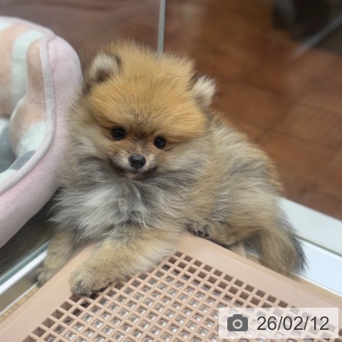 大阪府のポメラニアン (ペットプラス 四條畷店/2025年12月9日生まれ/男の子/オレンジセーブル)の子犬の3枚目の画像