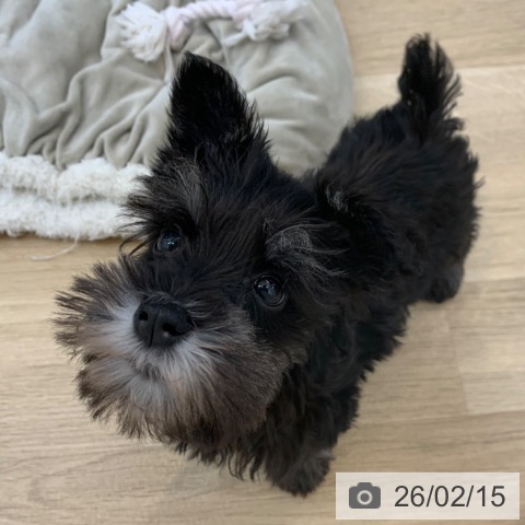 ミニチュア・シュナウザーの写真