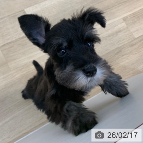 ミニチュア・シュナウザーの写真