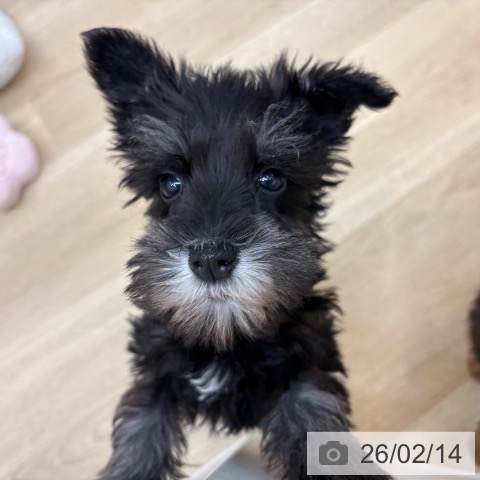 京都府のミニチュアシュナウザー (ペットプラス 久御山店/2025年12月10日生まれ/男の子/ブラックシルバー)の子犬の4枚目の画像