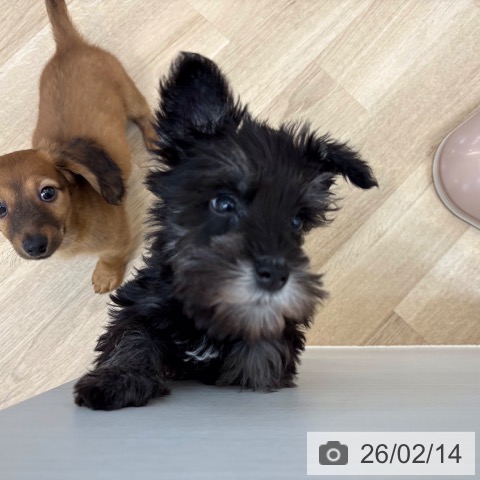 京都府のミニチュアシュナウザー (ペットプラス 久御山店/2025年12月10日生まれ/男の子/ブラックシルバー)の子犬の3枚目の画像