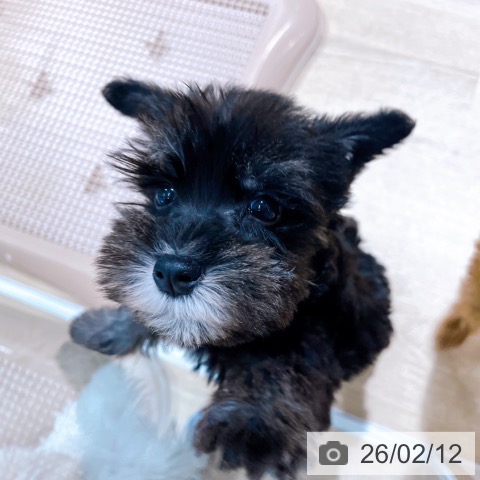 ミニチュア・シュナウザーの写真